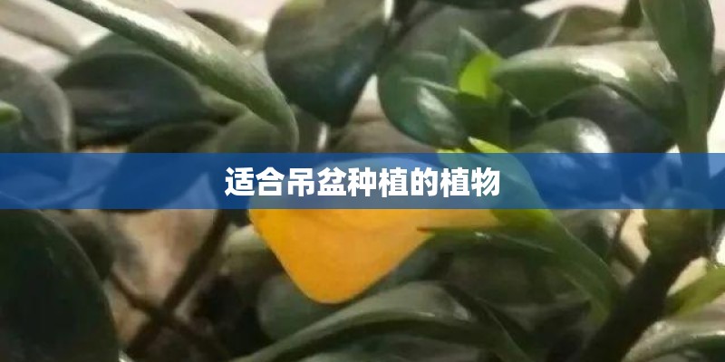 适合吊盆种植的植物