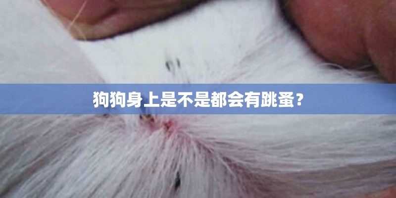 狗狗身上是不是都会有跳蚤？