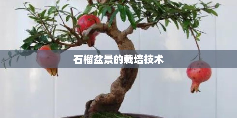 石榴盆景的栽培技术