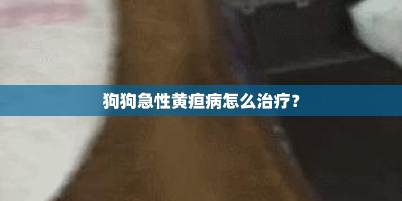 狗狗急性黄疸病怎么治疗？