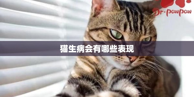 猫生病会有哪些表现