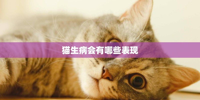 猫生病会有哪些表现