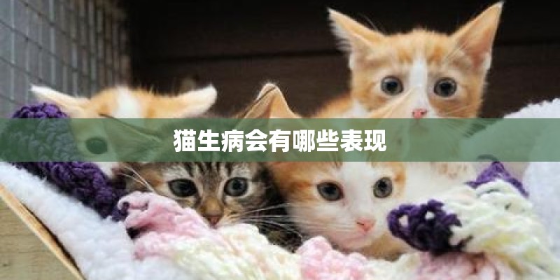 猫生病会有哪些表现