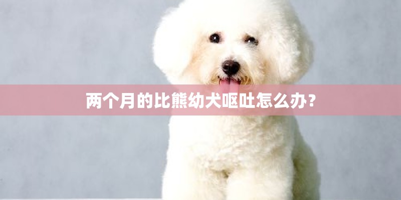 两个月的比熊幼犬呕吐怎么办？