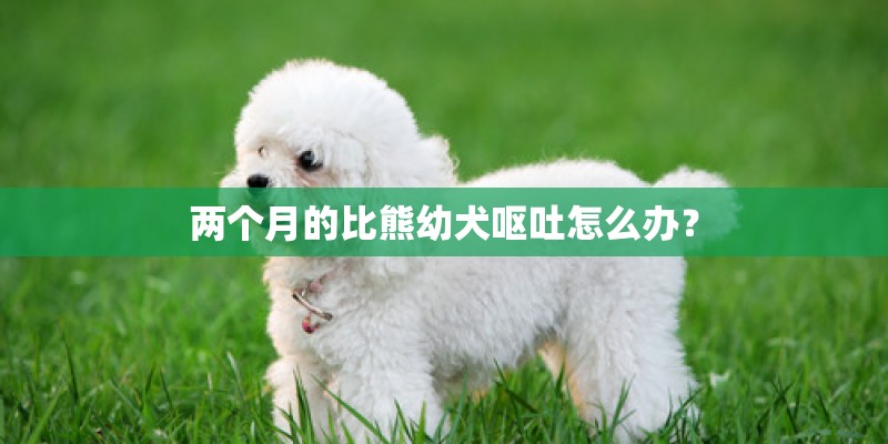 两个月的比熊幼犬呕吐怎么办？