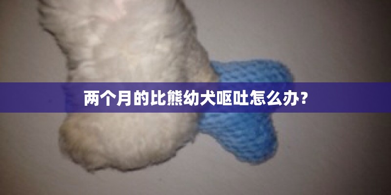 两个月的比熊幼犬呕吐怎么办？