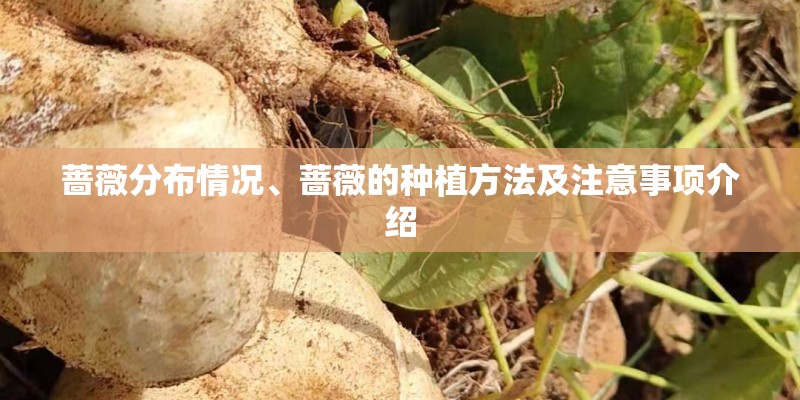 蔷薇分布情况、蔷薇的种植方法及注意事项介绍