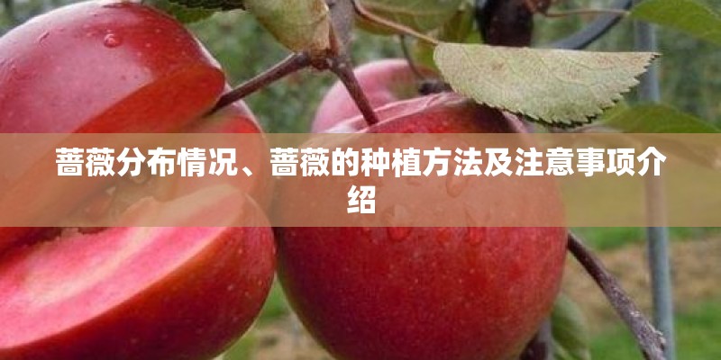 蔷薇分布情况、蔷薇的种植方法及注意事项介绍