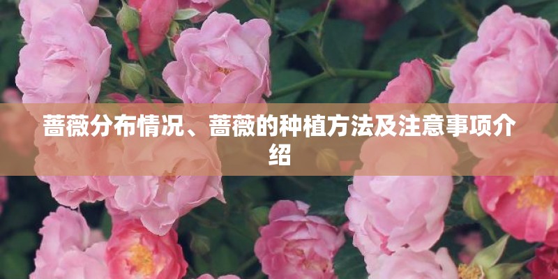 蔷薇分布情况、蔷薇的种植方法及注意事项介绍