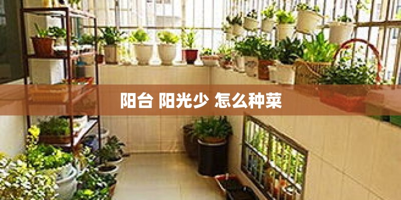 阳台 阳光少 怎么种菜