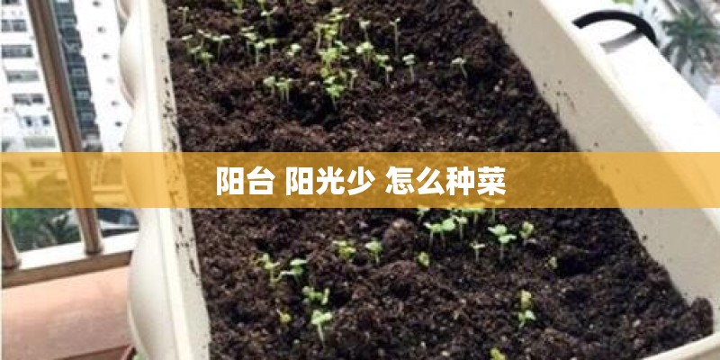 阳台 阳光少 怎么种菜