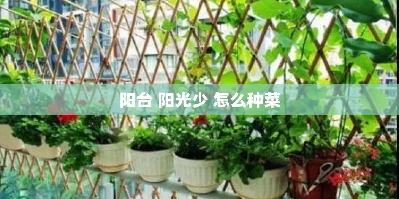 阳台 阳光少 怎么种菜