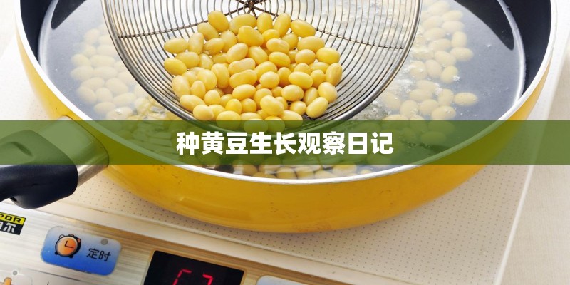 种黄豆生长观察日记