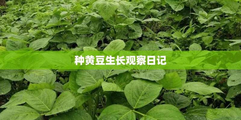 种黄豆生长观察日记