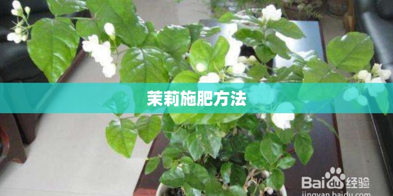 茉莉施肥方法