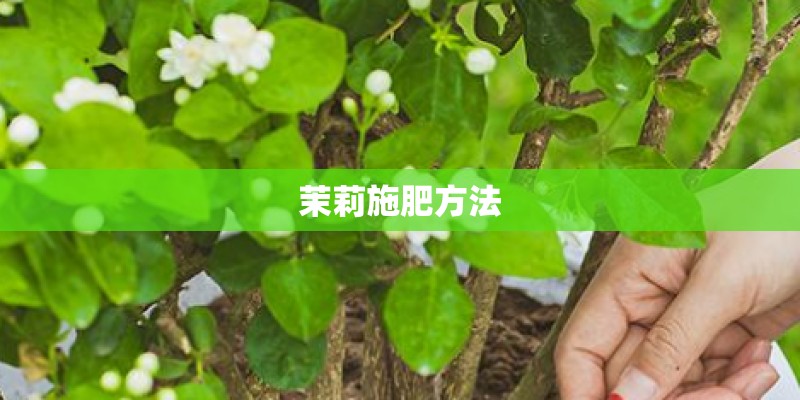 茉莉施肥方法