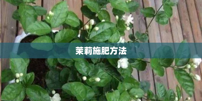 茉莉施肥方法