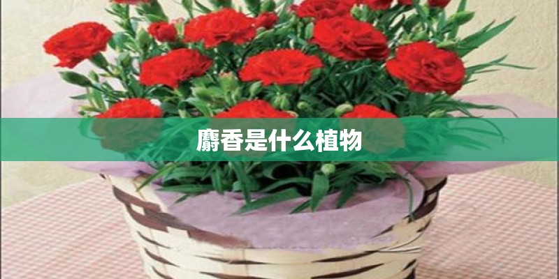 麝香是什么植物