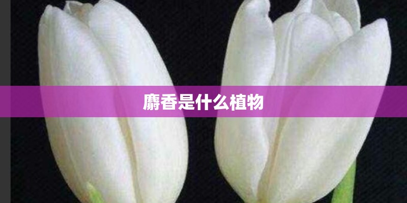 麝香是什么植物