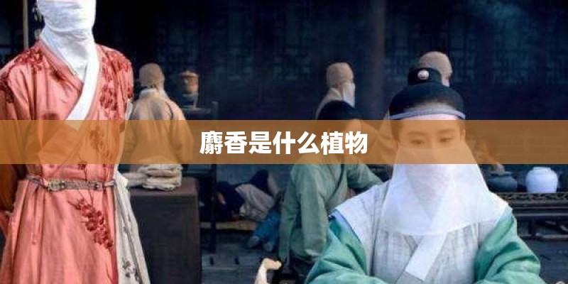 麝香是什么植物