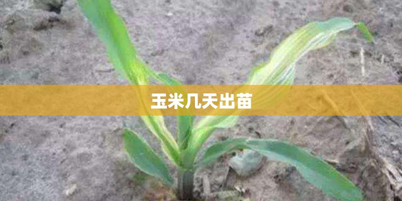 玉米几天出苗