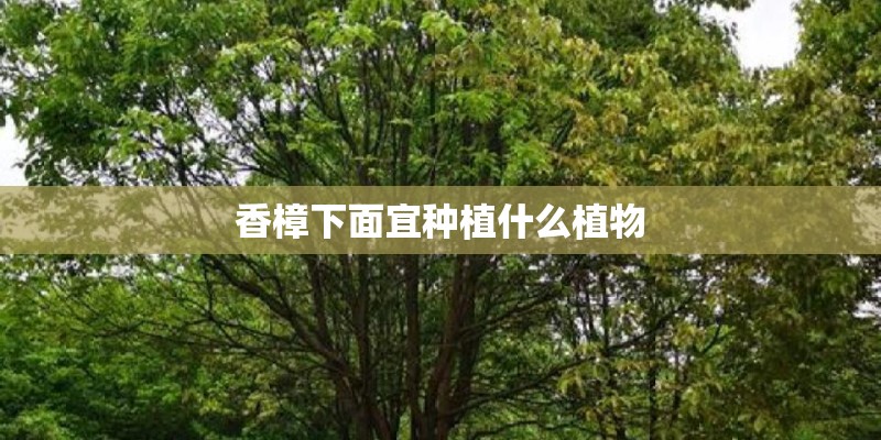 香樟下面宜种植什么植物