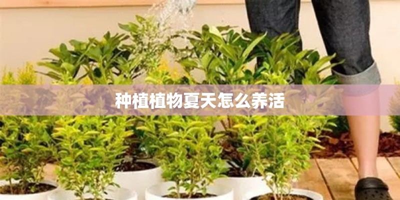 种植植物夏天怎么养活