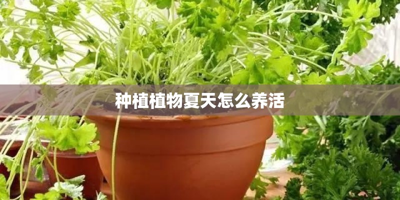 种植植物夏天怎么养活