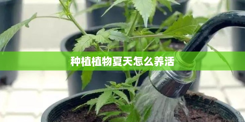 种植植物夏天怎么养活