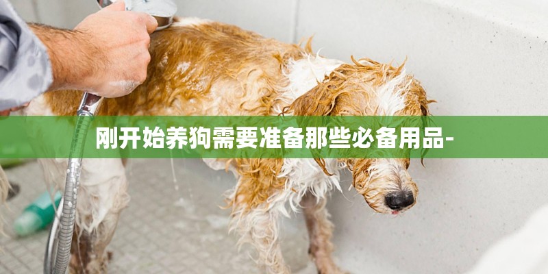 刚开始养狗需要准备那些必备用品-