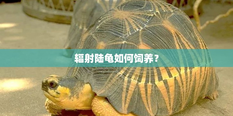 辐射陆龟如何饲养？