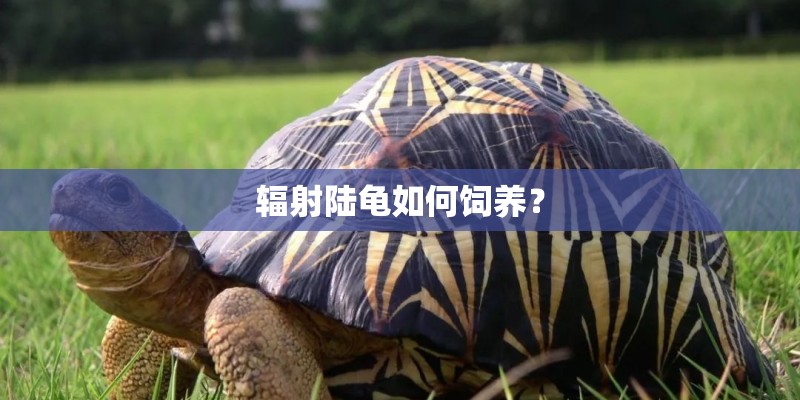 辐射陆龟如何饲养? 辐射陆龟如何饲养?