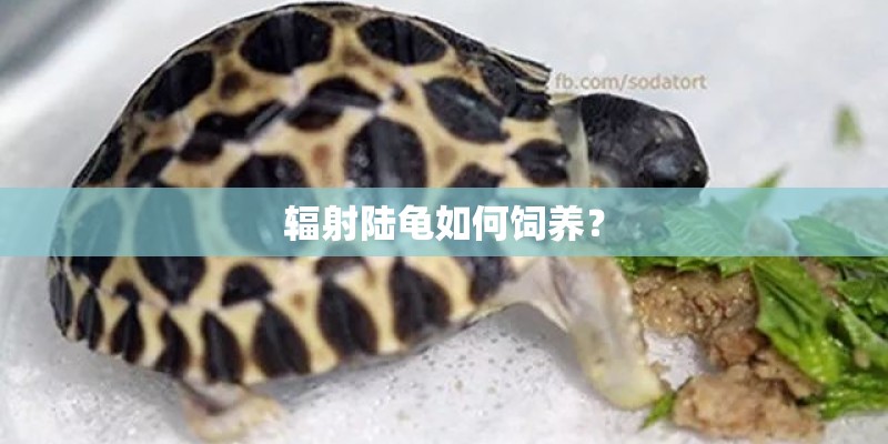 辐射陆龟如何饲养? 辐射陆龟如何饲养?