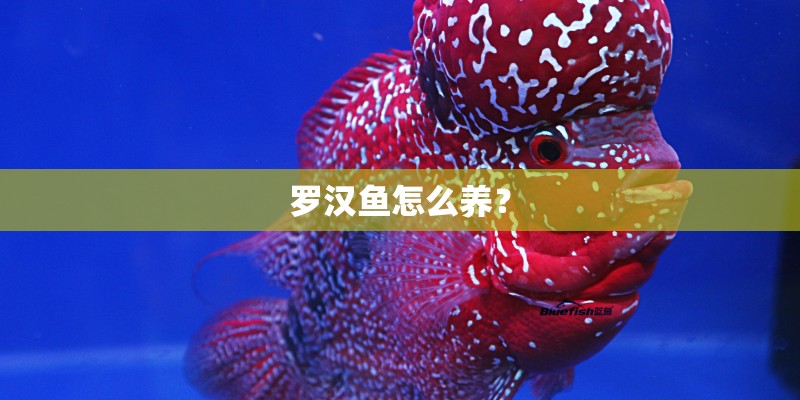 罗汉鱼怎么养？