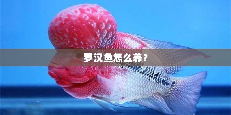 罗汉鱼怎么养？