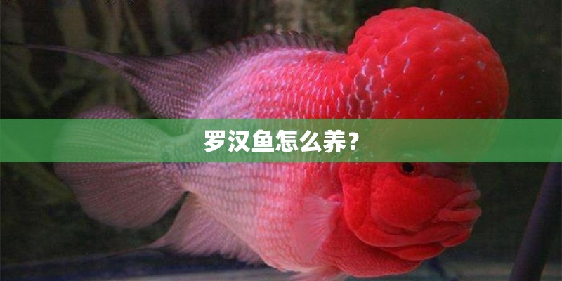 罗汉鱼怎么养？