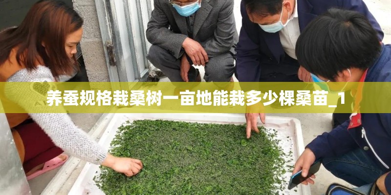 养蚕规格栽桑树一亩地能栽多少棵桑苗_1