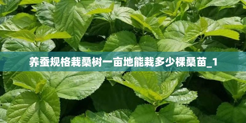 养蚕规格栽桑树一亩地能栽多少棵桑苗_1