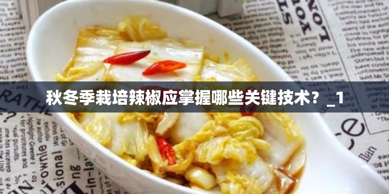 秋冬季栽培辣椒应掌握哪些关键技术？_1