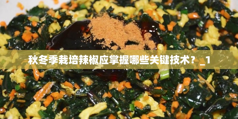 秋冬季栽培辣椒应掌握哪些关键技术？_1
