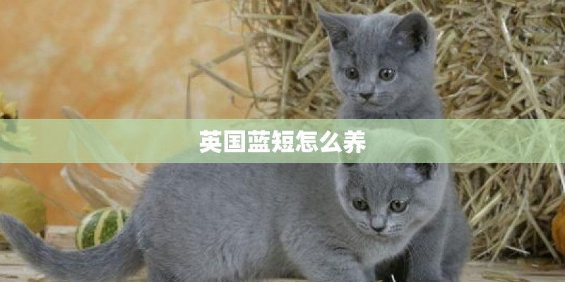 英国蓝短怎么养