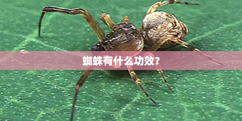 蜘蛛有什么功效？