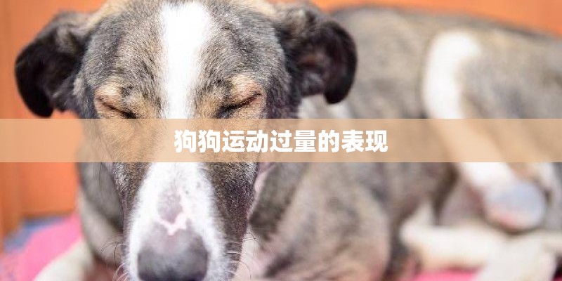 狗狗运动过量的表现