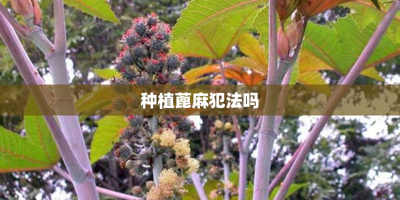 种植蓖麻犯法吗