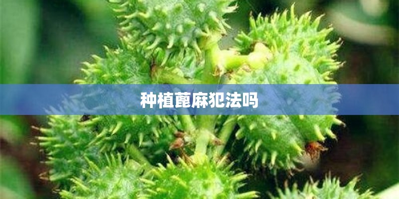 种植蓖麻犯法吗