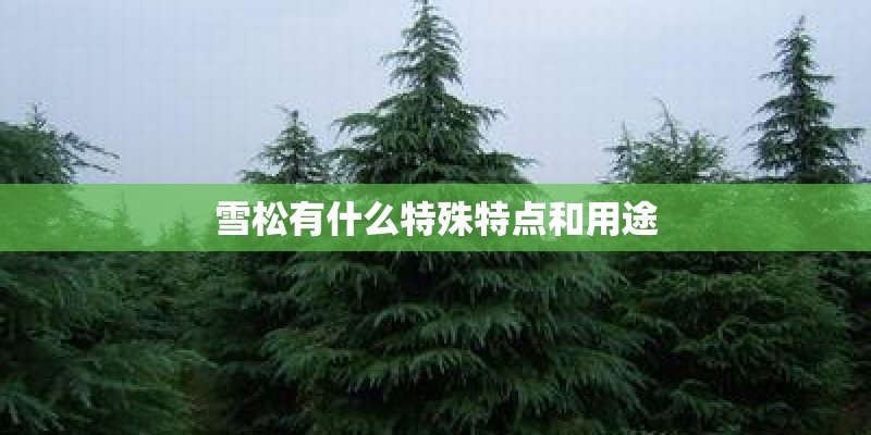 雪松有什么特殊特点和用途