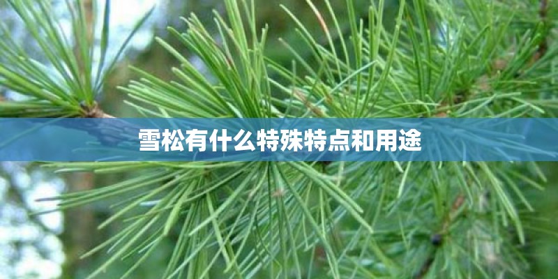 雪松有什么特殊特点和用途