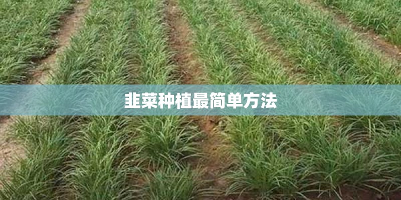 韭菜种植最简单方法