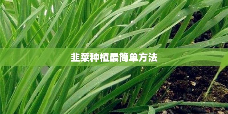 韭菜种植最简单方法