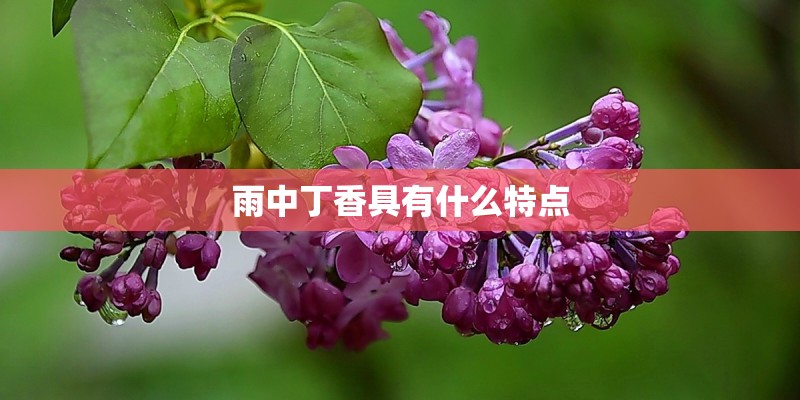 雨中丁香具有什么特点